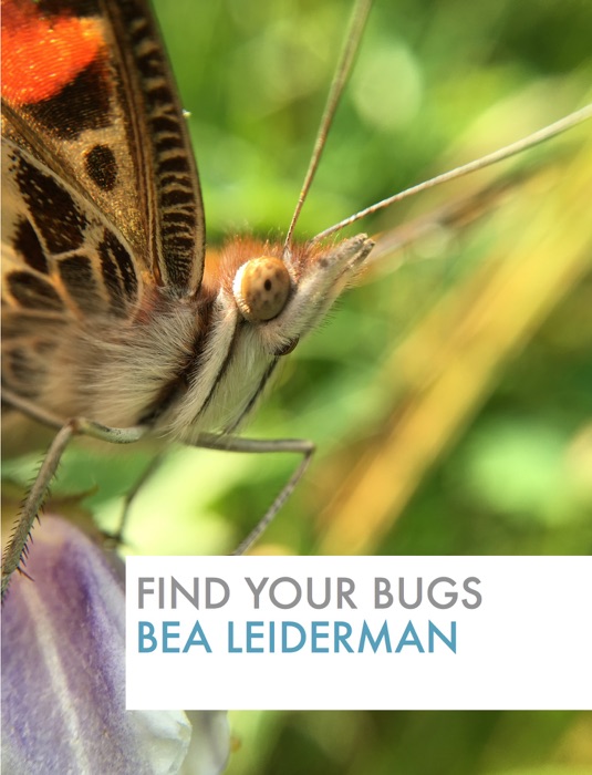 Find Your Bugs