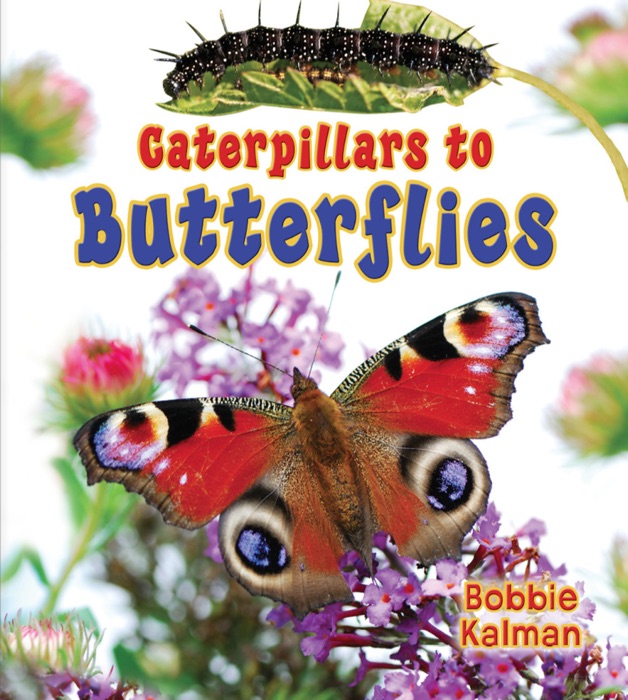 Caterpillars to Butterflies