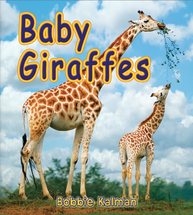 Baby Giraffes