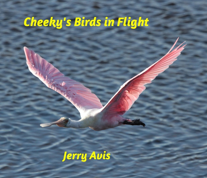 Cheeky's Birds in Flight