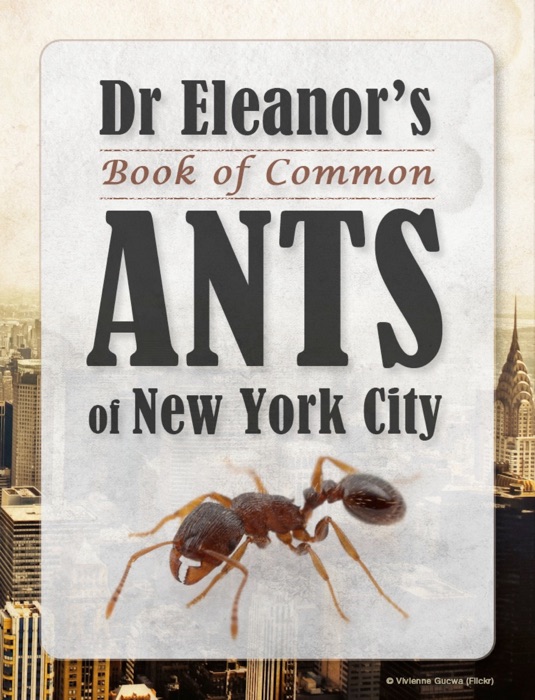 Dr. Eleanor's Book of Common Ants of New York City