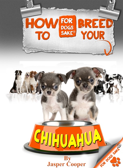 How to Breed Your Chihuahua