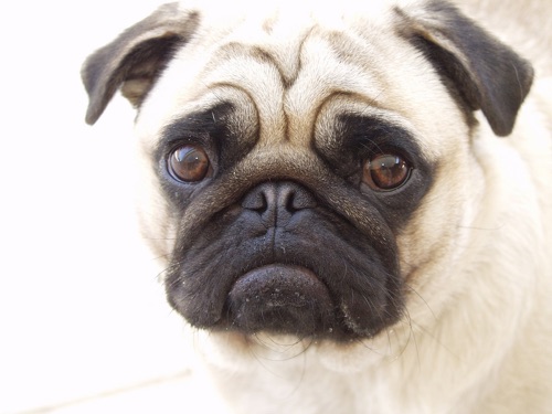 Pugs