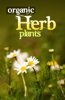 Organic Herb Plant - Perfect Creative Group