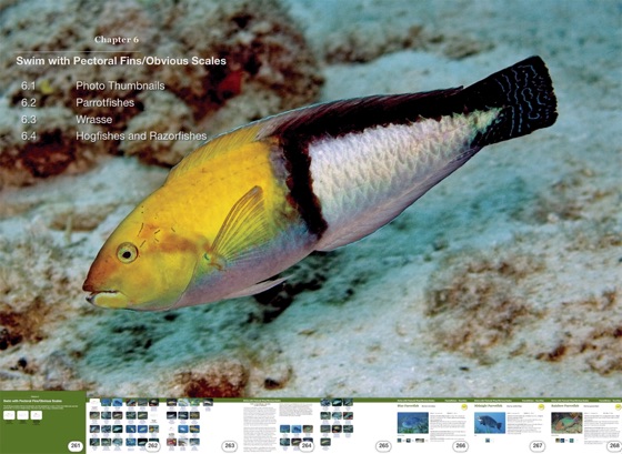 Reef Fish Identification Florida Caribbean Bahamas On