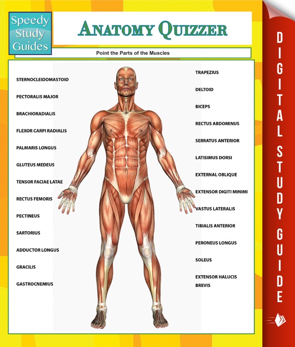 Anatomy Quizzer (Speedy Study Guides)