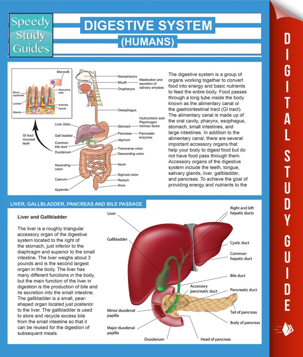 Digestive System (Humans) (Speedy Study Guides)