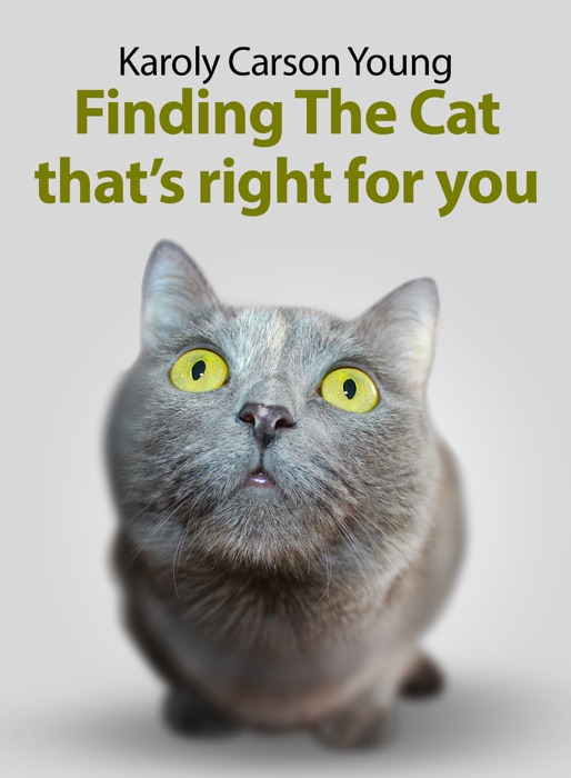 Finding The Cat that’s right for you