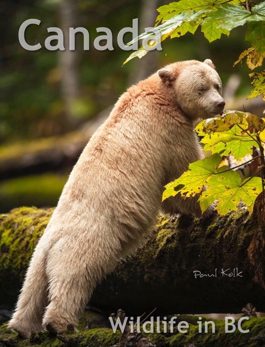 Canada Wildlife in BC