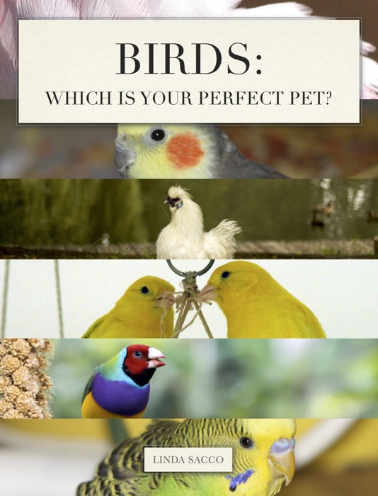 Birds: Which is Your Perfect Pet?