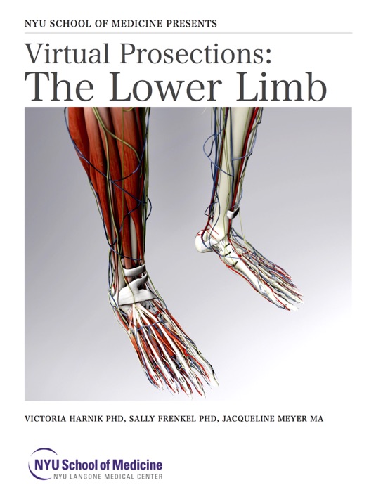 Virtual Prosections: The Lower Limb