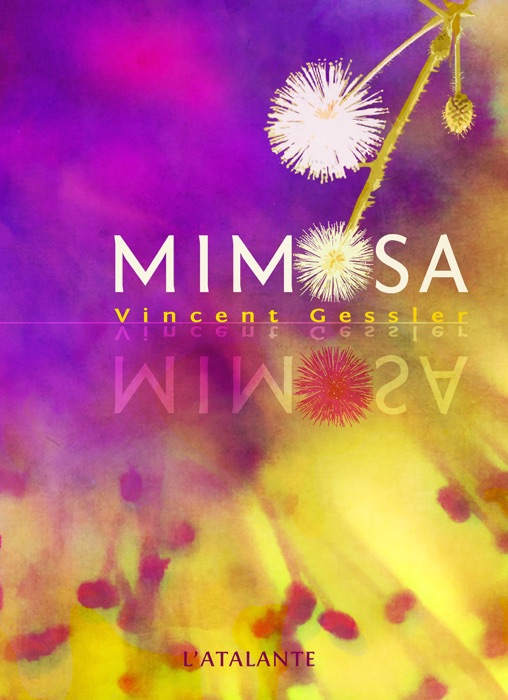 Mimosa