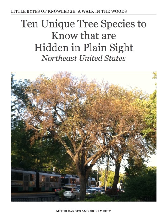 Ten Unique Tree Species to Know that are                       Hidden in Plain Sight