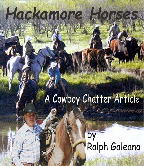 Hackamore Horses A Cowboy Chatter Article