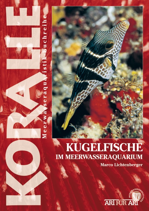 Kugelfische im Meerwasseraquarium