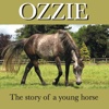 Ozzie - The story of a young horse