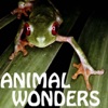 Animal Wonders