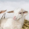 Raising Goats - Easy Guide to Raising and Caring for Goats