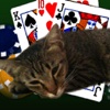 Poker With My Cat