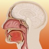 Anatomy of the Mouth