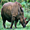 Rhinos - Charging Your Device Out of Africa / Asia