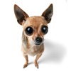 Chihuahua Fun -Toy Dog Series