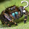 Spider Quiz for iPad