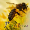 PhotoBuzz for iPad - Public Web Album Explorer