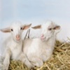 Raising Goats - The Easy Guide To Raising & Caring For Goats