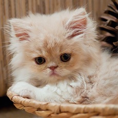 Activities of Cats Spot the Difference