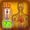 3D Human Circulation System Pro