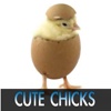 Cute Chick Pictures