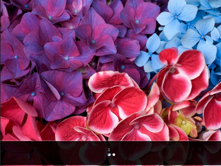 Puzzle Master Flowers HD Free