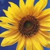 Sunflower Wallpaper