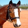 Get Horses Spot the Difference for iOS, iPhone, iPad Aso Report