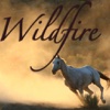 Wildfire the Arabian Heart