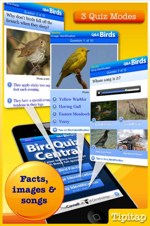 CornellLab Bird Q&A: Your birding questions answered screenshot-4