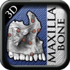 3D Maxilla Bone