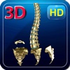 3D Medical Human Vertebral Column HD