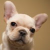 Frenchies - Cute French Bulldogs