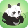 About Animals: Pandas