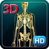 3D Medical Human Skeletons HD