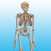 Skeletal System