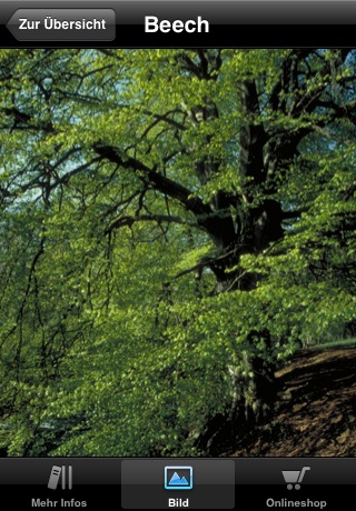 Bachblüten