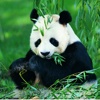 熊猫拼图