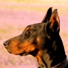 doberman