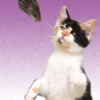 Cat Cat Mouse - Memory game for people who love cats!