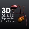 3D MALE reproductive System