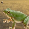 Frog Hopper - Fun Lily Pad Jumping Game