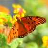 How to Attract Butterflies to Your Garden!